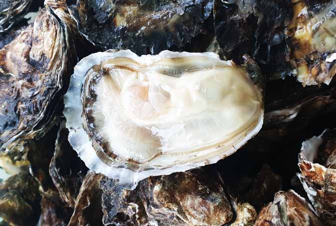 Peaud Anthony Ostréiculteur : producteur d'huîtres à Challans, Noirmoutier (85) & Cholet (49)