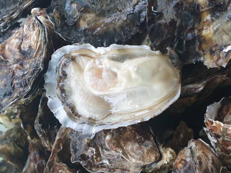 Peaud Anthony Ostréiculteur : vente d'huîtres à Challans, Noirmoutier (85) & Cholet (49)